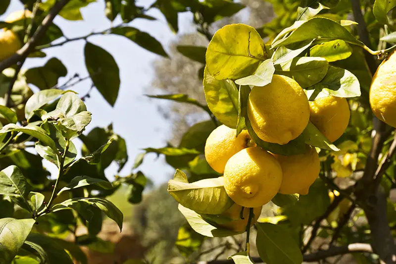 Limoni di Sorrento maturi sull'albero di Limoni