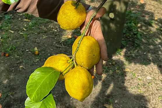 Lemon Tours - Typical Sorrento Experience